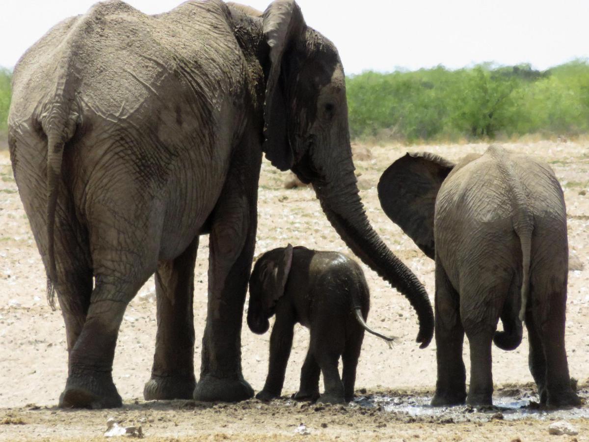 Etosha Safari Camping2Go Okaukuejo Eksteriør bilde